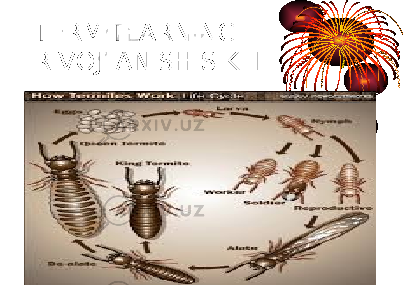 TERMITLARNING RIVOJLANISH SIKLI 