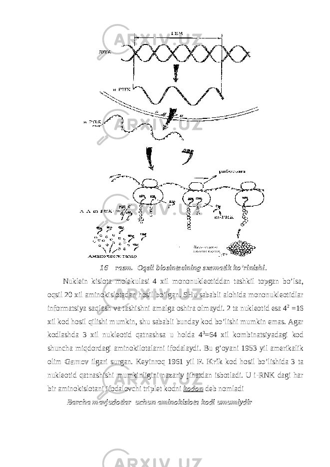 16 – rasm. О qsil biosintezining s х ematik ko’rinishi . Nuklein kislota molekulasi 4 х il mononukleotiddan tashkil topgan bo’lsa, oqsil 20 х il aminokislotadan hosil bo’lgan. SHu sababli alohida mononukleotidlar informatsiya saqlash va tashishni amalga oshira olmaydi. 2 ta nukleotid esa 4 2 =16 х il kod hosil qilishi mumkin, shu sababli bunday kod bo’lishi mumkin emas. Agar kodlashda 3 х il nukleotid qatnashsa u holda 4 3 =64 х il kombinatsiyadagi kod shuncha miqdordagi aminokilotalarni ifodalaydi. Bu g’oyani 1953 yil amerikalik olim Gamov ilgari surgan. Keyinroq 1961 yil F. Krik kod hosil bo’lishida 3 ta nukleotid qatnashishi mumkinligini nazariy jihatdan isbotladi. U i-RNK dagi har bir aminokislotani ifodalovchi triplet kodni kodon deb nomladi Barcha mavjudotlar uchun aminokislota kodi umumiydir 