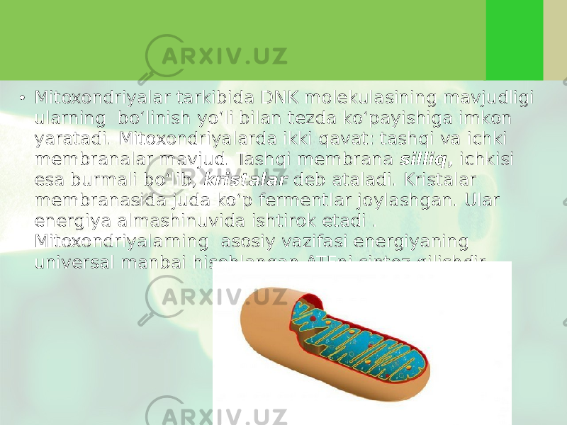 • Mitoxondriyalar tarkibida DNK molekulasining mavjudligi ularning bo‘linish yo‘li bilan tezda ko‘payishiga imkon yaratadi. Mitoxondriyalarda ikki qavat: tashqi va ichki membranalar mavjud. Tashqi membrana silliq , ichkisi esa burmali bo‘lib, kristalar deb ataladi. Kristalar membranasida juda ko‘p fermentlar joylashgan. Ular energiya almashinuvida ishtirok etadi . Mitoxondriyalarning asosiy vazifasi energiyaning universal manbai hisoblangan ATFni sintez qilishdir. 