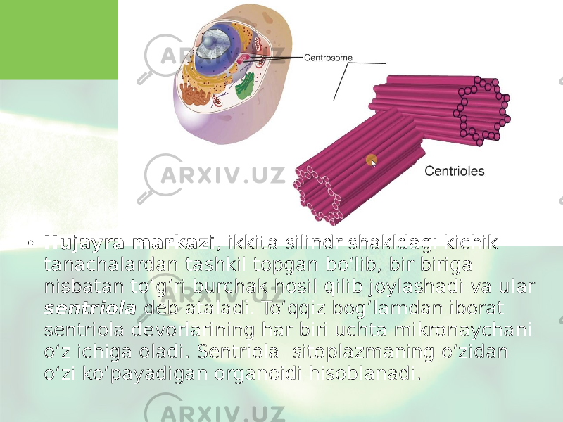 • Hujayra markazi , ikkita silindr shakldagi kichik tanachalardan tashkil topgan bo‘lib, bir biriga nisbatan to‘g‘ri burchak hosil qilib joylashadi va ular sentriola deb ataladi. To‘qqiz bog‘lamdan iborat sentriola devorlarining har biri uchta mikronaychani o‘z ichiga oladi. Sentriola sitoplazmaning o‘zidan o‘zi ko‘payadigan organoidi hisoblanadi. 