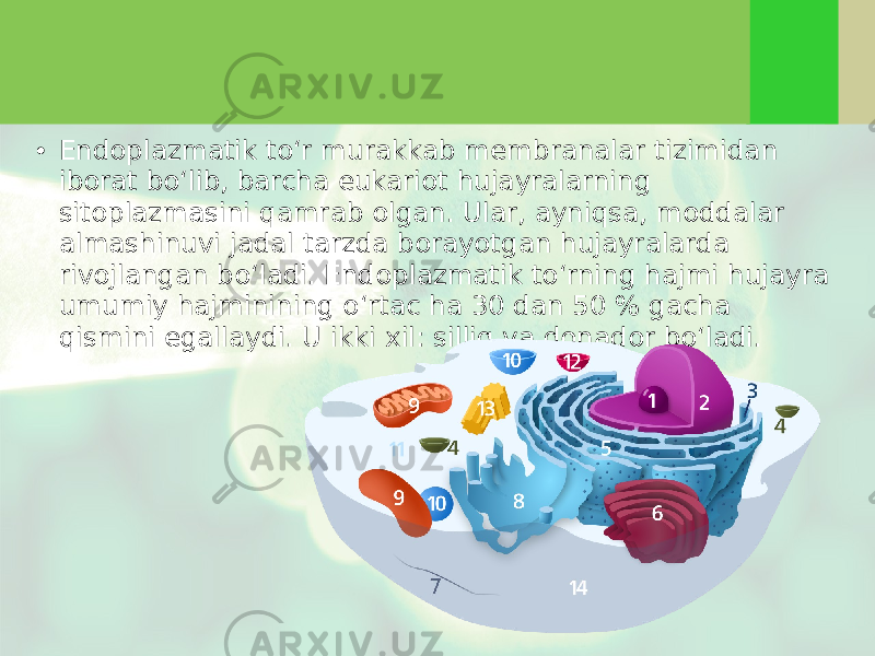 • Endoplazmatik to‘r murakkab membranalar tizimidan iborat bo‘lib, barcha eukariot hujayralarning sitoplazmasini qamrab olgan. Ular, ayniqsa, moddalar almashinuvi jadal tarzda borayotgan hujayralarda rivojlangan bo‘ladi. Endoplazmatik to‘rning hajmi hujayra umumiy hajminining o‘rtac ha 30 dan 50 % gacha qismini egallaydi. U ikki xil: silliq va donador bo‘ladi. 