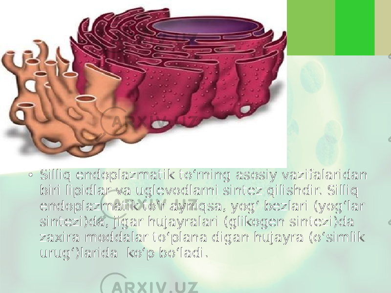 • Silliq endoplazmatik to‘rning asosiy vazifalaridan biri lipidlar va uglevodlarni sintez qilishdir. Silliq endoplazmatik to‘r ayniqsa, yog‘ bezlari (yog‘lar sintezi)da, jigar hujayralari (glikogen sintezi)da zaxira moddalar to‘plana digan hujayra (o‘simlik urug‘)larida ko‘p bo‘ladi. 