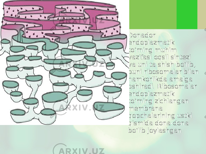 • Donador endoplazmatik to‘rning muhim vazifasi oqsil sintezi va uni ta shish bo‘lib, buni ribosomalar bilan hamkorlikda amalga oshiradi. Ribosomalar endoplazmatik to‘rning zichlangan membrana qopchalarining ustki qismida dona-dona bo‘lib joylashgan 