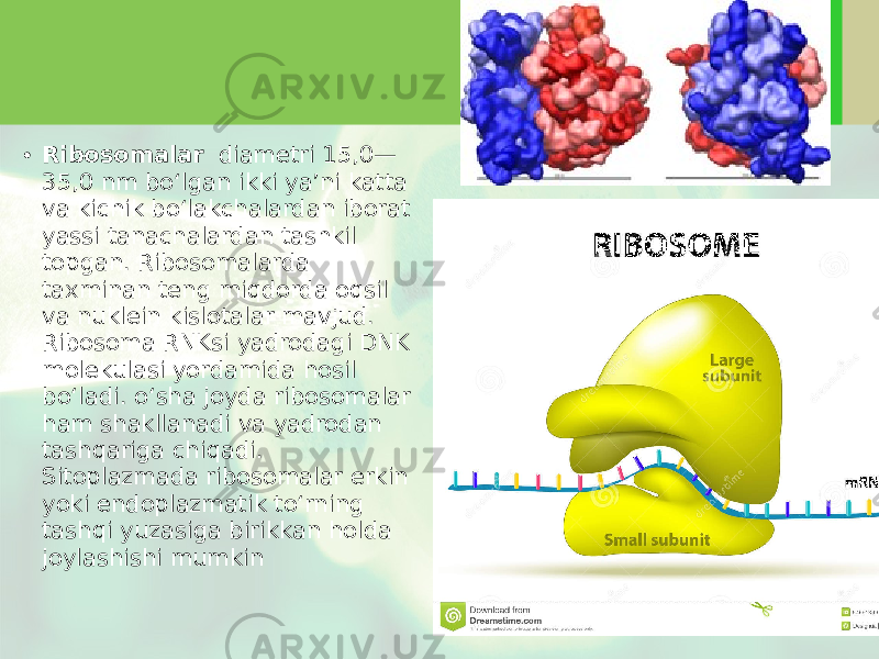 • Ribosomalar diametri 15,0— 35,0 nm bo‘lgan ikki ya’ni katta va kichik bo‘lakchalardan iborat yassi tanachalardan tashkil topgan. Ribosomalarda taxminan teng miqdorda oqsil va nuklein kislotalar mavjud. Ribosoma RNKsi yadrodagi DNK molekulasi yordamida hosil bo‘ladi. o‘sha joyda ribosomalar ham shakllanadi va yadrodan tashqariga chiqadi. Sitoplazmada ribosomalar erkin yoki endoplazmatik to‘rning tashqi yuzasiga birikkan holda joylashishi mumkin 