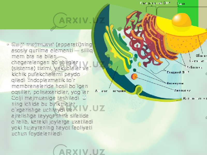 • Golji majmuasi (apparati)ning asosiy qurilma elementi — silliq mem bra na bilan chegaralangan bo‘shliqlar (sisterna) tizimi, vakuolalar va kichik pufakchalarni paydo qiladi Endoplazmatik to‘r membranalarida hosil bo‘lgan oqsillar, polisaxaridlar, yog‘lar Golji majmuasiga tashiladi. U ning ichida bu birikmalar o‘zgarishga uchraydi va ajralishga tayyor shira sifatida o‘ralib, kerakli joylarga uzatiladi yoki hujayraning hayot faoliyati uchun foydalaniladi. 