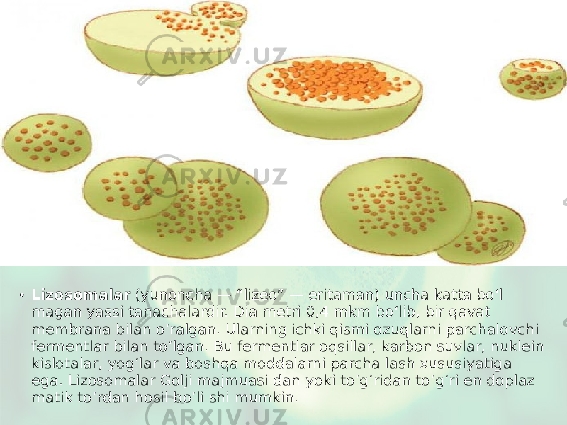 • Lizosomalar (yunoncha — “lizeo” — eritaman) uncha katta bo‘l magan yassi tanachalardir. Dia metri 0,4 mkm bo‘lib, bir qavat membrana bilan o‘ralgan. Ularning ichki qismi ozuqlarni parchalovchi fermentlar bilan to‘lgan. Bu fermentlar oqsillar, karbon suvlar, nuklein kislotalar, yog‘lar va boshqa moddalarni parcha lash xususiyatiga ega. Lizosomalar Golji majmuasi dan yoki to‘g‘ridan to‘g‘ri en doplaz matik to‘rdan hosil bo‘li shi mumkin. 