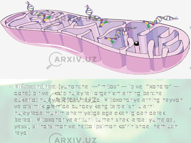 • Mitoxondriya (yunoncha —“mitos” — ip va “xondro” — dona) bir va ko‘p hujayrali organizmlarning barcha eukariot hujayralarida mavjud. Mitoxondriyalarning hayvon va o‘simlik olamida bunday keng tarqalishi ularni hujayrada muhim ahamiyatga ega ekanligidan darak beradi. Mitoxondriyalar turli-tuman shakllarda: yumaloq, yassi, silindrsimon va hatto ipsimon ko‘rinishda ham uch raydi. 