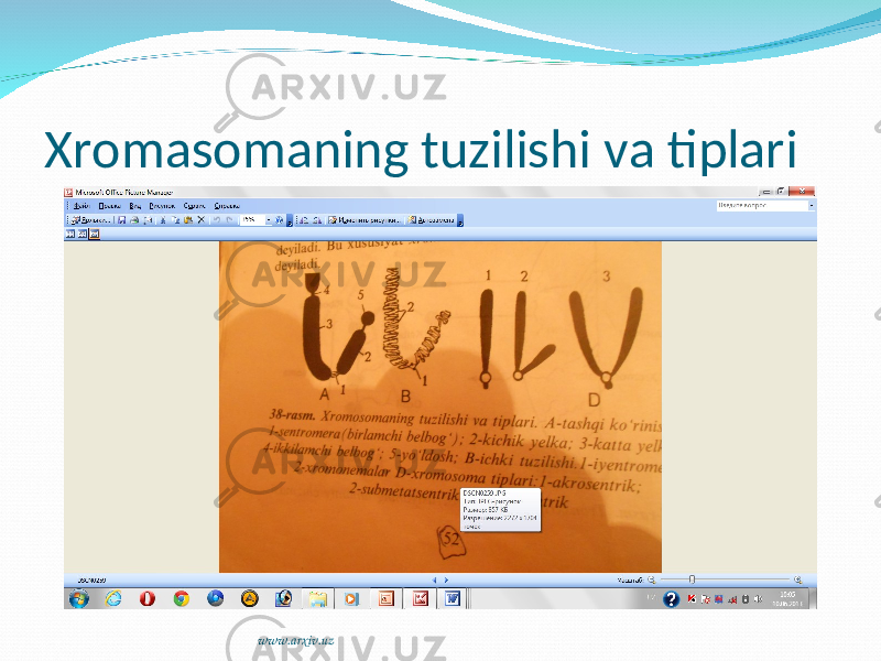 Xromasomaning tuzilishi va tiplari www.arxiv.uz 