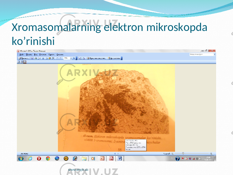 Xromasomalarning elektron mikroskopda ko’rinishi www.arxiv.uz 