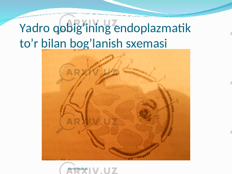 Yadro qobig’ining endoplazmatik to’r bilan bog’lanish sxemasi www.arxiv.uz 