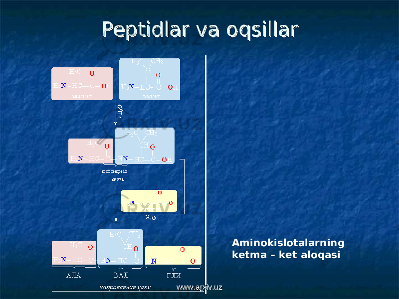 Peptidlar va oqsillarPeptidlar va oqsillar Aminokislota larning ketma – ket aloqa si www.arxiv.uzwww.arxiv.uz 