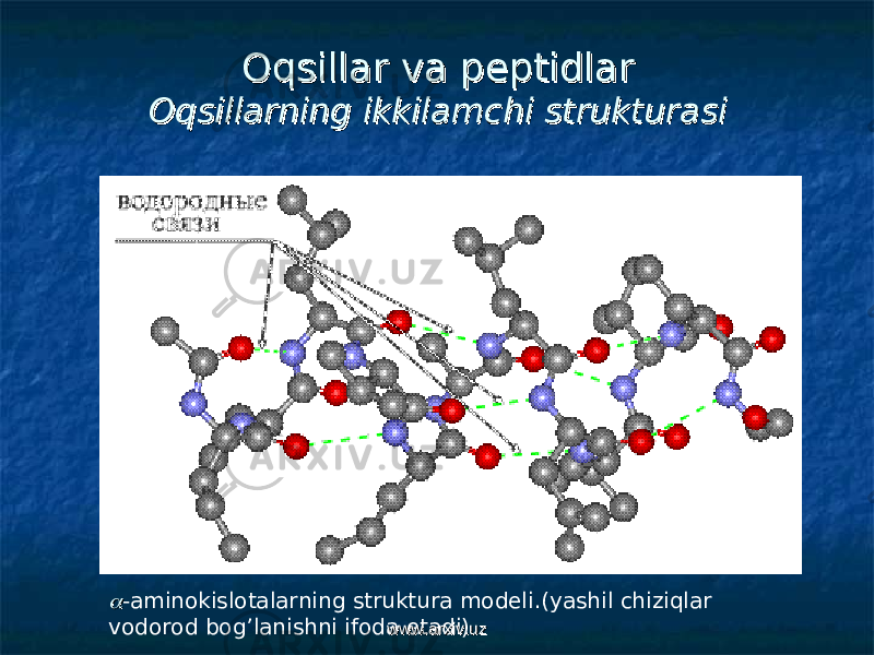 Oqsillar va peptidlarOqsillar va peptidlar Oqsillarning ikkilamchi strukturasiOqsillarning ikkilamchi strukturasi -aminokislotalarning struktura modeli.(yashil chiziqlar vodorod bog’lanishni ifoda etadi) www.arxiv.uzwww.arxiv.uz 