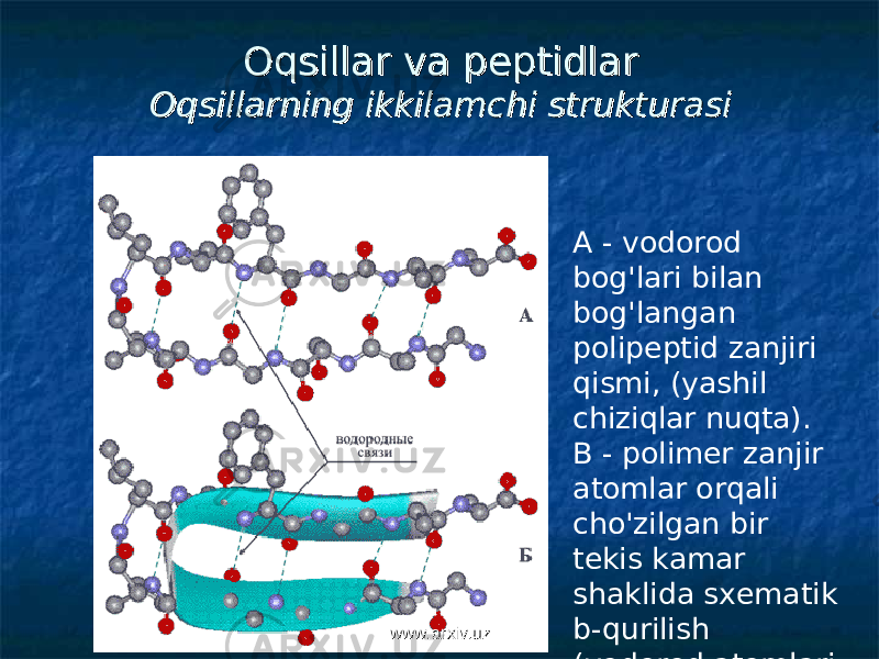 Oqsillar va peptidlarOqsillar va peptidlar Oqsillarning ikkilamchi strukturasiOqsillarning ikkilamchi strukturasi A - vodorod bog&#39;lari bilan bog&#39;langan polipeptid zanjiri qismi, (yashil chiziqlar nuqta). B - polimer zanjir atomlar orqali cho&#39;zilgan bir tekis kamar shaklida sxematik b-qurilish (vodorod atomlari ko&#39;rsatilmagan).www.arxiv.uzwww.arxiv.uz 