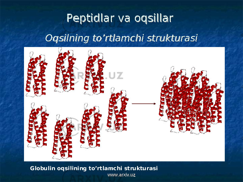 Peptidlar va oqsillarPeptidlar va oqsillar Oqsilning to’rtlamchi strukturasiOqsilning to’rtlamchi strukturasi Globulin oqsilining to’rtlamchi strukturasi www.arxiv.uzwww.arxiv.uz 