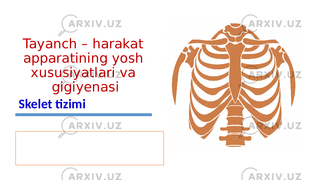 Tayanch – harakat apparatining yosh xususiyatlari va gigiyenasi Skelet tizimi 