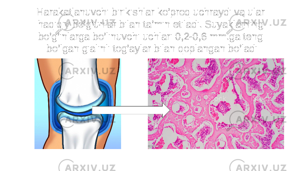 Harakatlanuvchi birikishlar ko’proq uchraydi va ular haqiqiy bo’g’unlar bilan ta’min etiladi. Suyaklarning bo’g’inlarga bo’linuvchi uchlari 0,2-0,6 mm.ga teng bo’lgan gialinli tog’aylar bilan qoplangan bo’ladi 