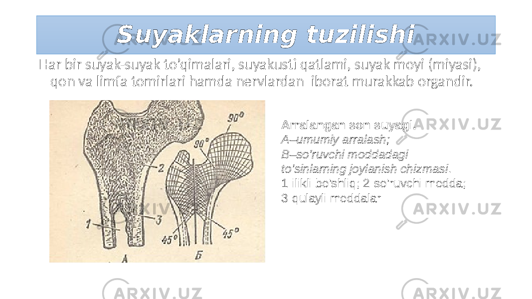 Suyaklarning tuzilishi Har bir suyak-suyak to’qimalari, suyakusti qatlami, suyak moyi (miyasi), qon va limfa tomirlari hamda nervlardan iborat murakkab organdir. Arralangan son suyagi. A–umumiy arralash; B–so’ruvchi moddadagi to’sinlarning joylanish chizmasi . 1-ilikli bo’shliq; 2-so’ruvchi modda; 3-qulayli moddalar 