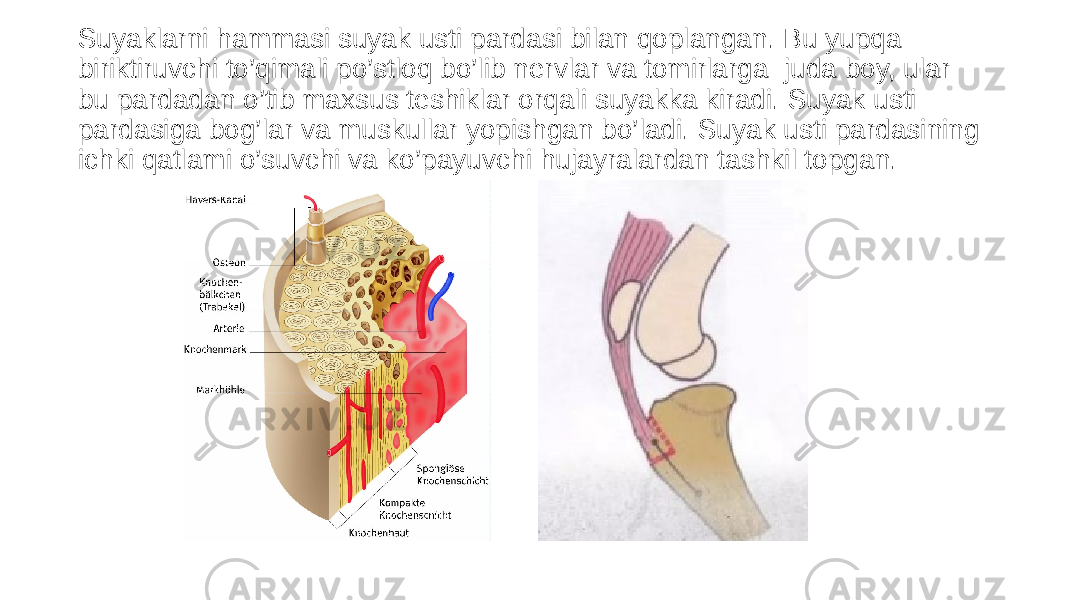 Suyaklarni hammasi suyak usti pardasi bilan qoplangan. Bu yupqa biriktiruvchi to’qimali po’stloq bo’lib nervlar va tomirlarga juda boy, ular bu pardadan o’tib maxsus teshiklar orqali suyakka kiradi. Suyak usti pardasiga bog’lar va muskullar yopishgan bo’ladi. Suyak usti pardasining ichki qatlami o’suvchi va ko’payuvchi hujayralardan tashkil topgan. 