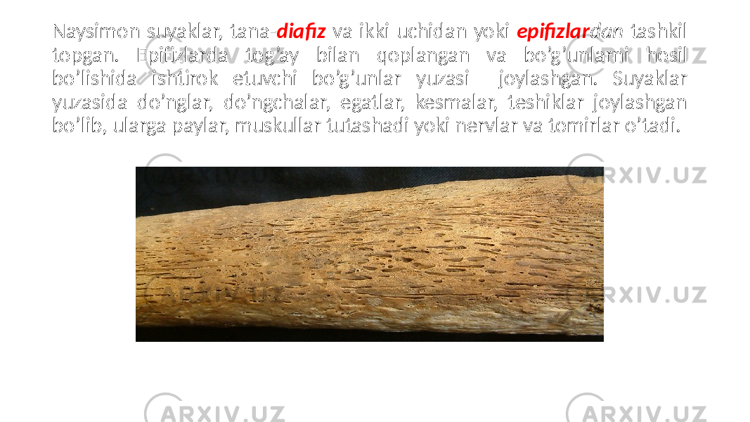 Naysimon suyaklar, tana- diafiz va ikki uchidan yoki epifizlar dan tashkil topgan. Epifizlarda tog’ay bilan qoplangan va bo’g’unlarni hosil bo’lishida ishtirok etuvchi bo’g’unlar yuzasi joylashgan. Suyaklar yuzasida do’nglar, do’ngchalar, egatlar, kesmalar, teshiklar joylashgan bo’lib, ularga paylar, muskullar tutashadi yoki nervlar va tomirlar o’tadi. 