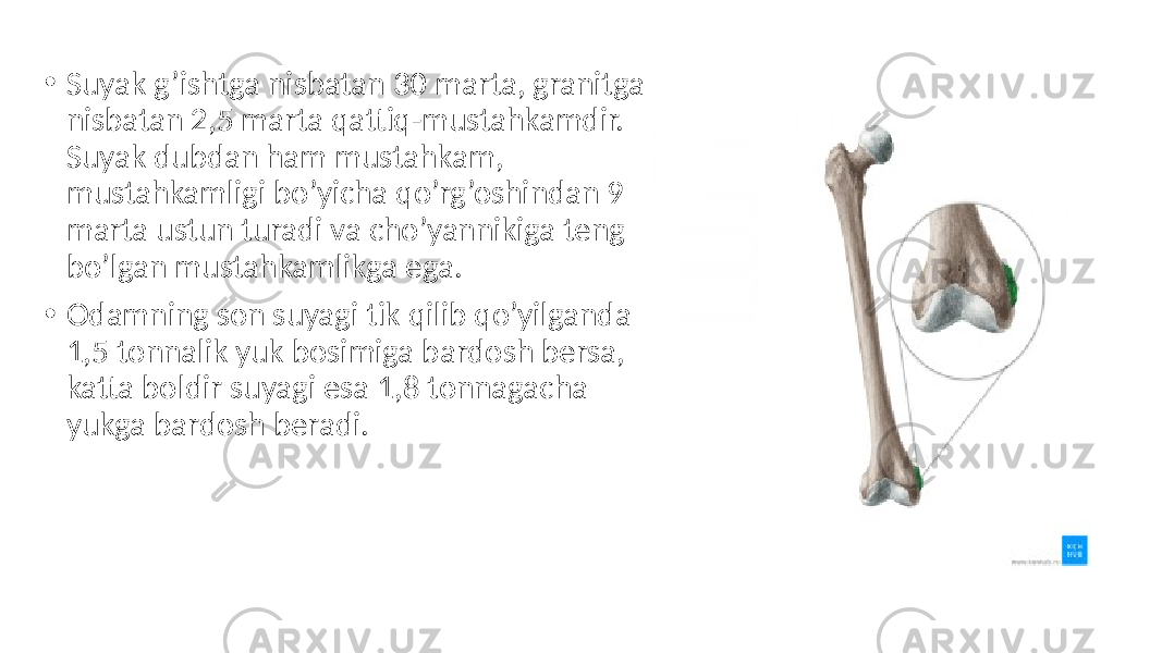 • Suyak g’ishtga nisbatan 30 marta, granitga nisbatan 2,5 marta qattiq-mustahkamdir. Suyak dubdan ham mustahkam, mustahkamligi bo’yicha qo’rg’oshindan 9 marta ustun turadi va cho’yannikiga teng bo’lgan mustahkamlikga ega. • Odamning son suyagi tik qilib qo’yilganda 1,5 tonnalik yuk bosimiga bardosh bersa, katta boldir suyagi esa 1,8 tonnagacha yukga bardosh beradi. 