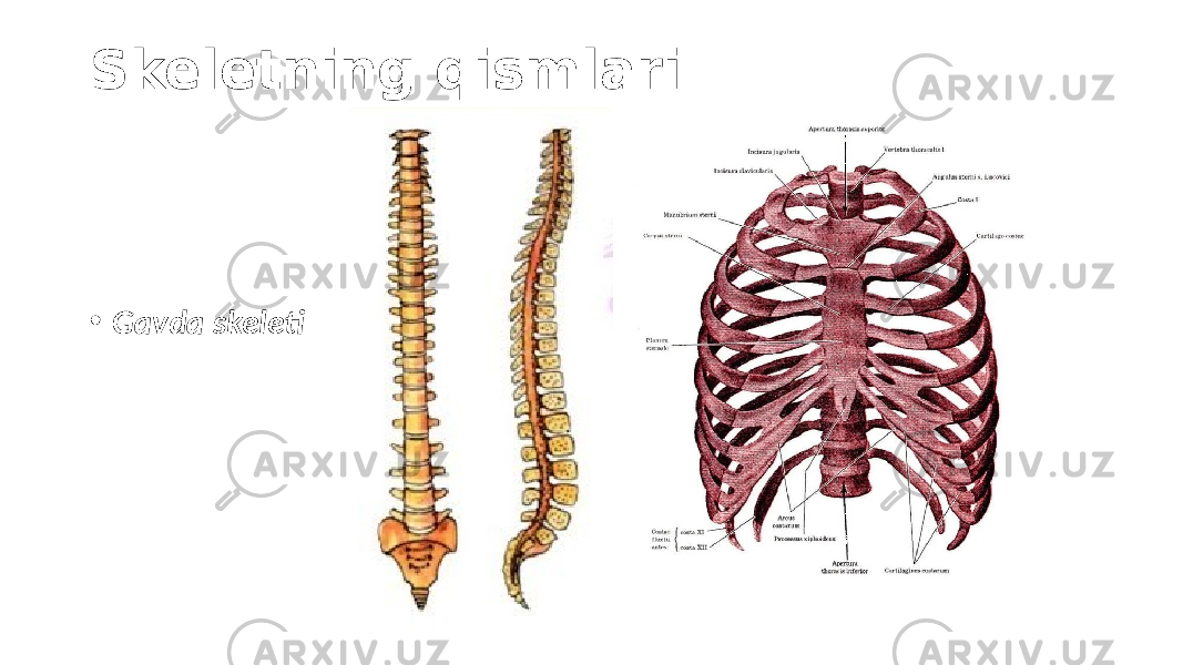 Skeletning qismlari • Gavda skeleti 