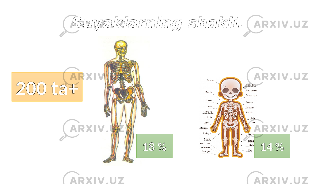 Suyaklarning shakli. 200 ta+ 18 % 14 % 