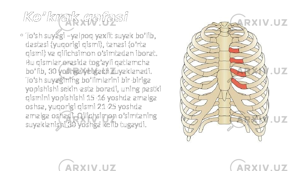 Ko’krak qafasi • To’sh suyagi –yalpoq yaxlit suyak bo’lib, dastasi (yuqorigi qismi), tanasi (o’rta qismi) va qilichsimon o’simtadan iborat. Bu qismlar orasida tog’ayli qatlamcha bo’lib, 30 yoshga yetgach suyaklanadi. To’sh suyagining bo’limlarini bir-biriga yopishishi sekin-asta boradi, uning pastki qismini yopishishi 15-16 yoshda amalga oshsa, yuqorigi qismi 21-25 yoshda amalga oshadi. Qilichsimon o’simtaning suyaklanishi 30 yoshga kelib tugaydi. 