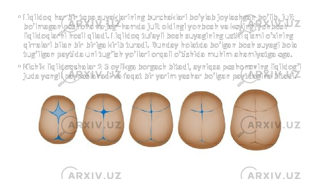 • Liqildoq har bir tepa suyaklarining burchaklari bo’ylab joylashgan bo’lib, juft bo’lmagan peshona va jag’ hamda juft oldingi yonbosh va keyingi yonbosh liqildoqlarni hosil qiladi. Liqildoq tufayli bosh suyagining ustki qismi o’zining qirralari bilan bir-biriga kirib turadi. Bunday holatda bo’lgan bosh suyagi bola tug’ilgan paytida uni tug’ish yo’llari orqali o’tishida muhim ahamiyatga ega. • Kichik liqildoqchalar 2-3 oylikga borgach bitadi, ayniqsa peshonaning liqildog’i juda yengil paypaslanadi va faqat bir yarim yashar bo’lgan paytdagina bitadi. 