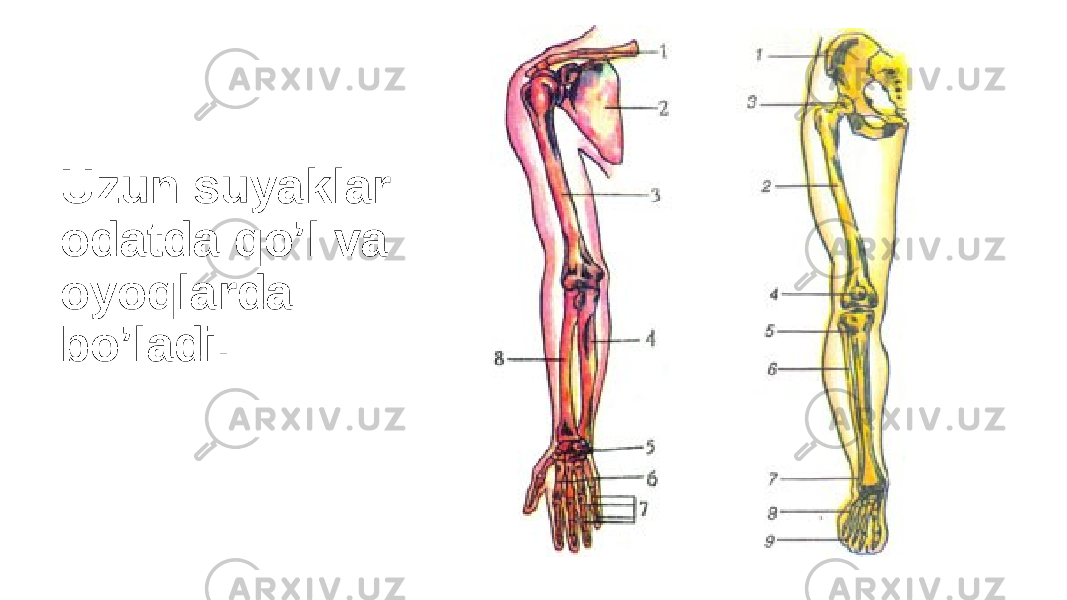 Uzun suyaklar odatda qo’l va oyoqlarda bo’ladi. 