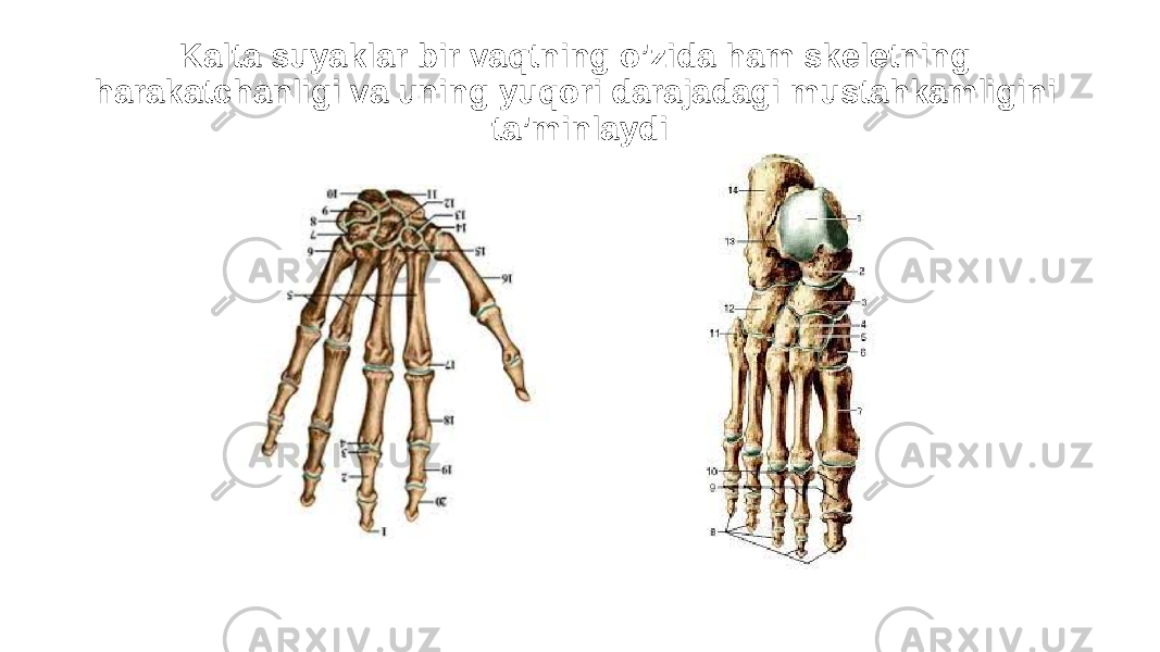 Kalta suyaklar bir vaqtning o’zida ham skeletning harakatchanligi va uning yuqori darajadagi mustahkamligini ta’minlaydi 