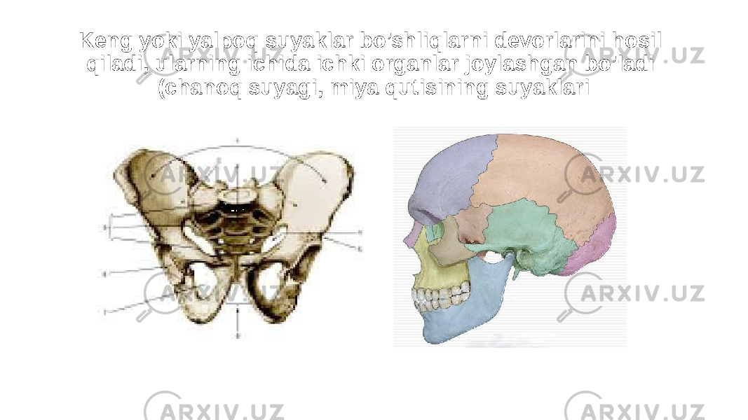 Keng yoki yalpoq suyaklar bo’shliqlarni devorlarini hosil qiladi, ularning ichida ichki organlar joylashgan bo’ladi (chanoq suyagi, miya qutisining suyaklari 