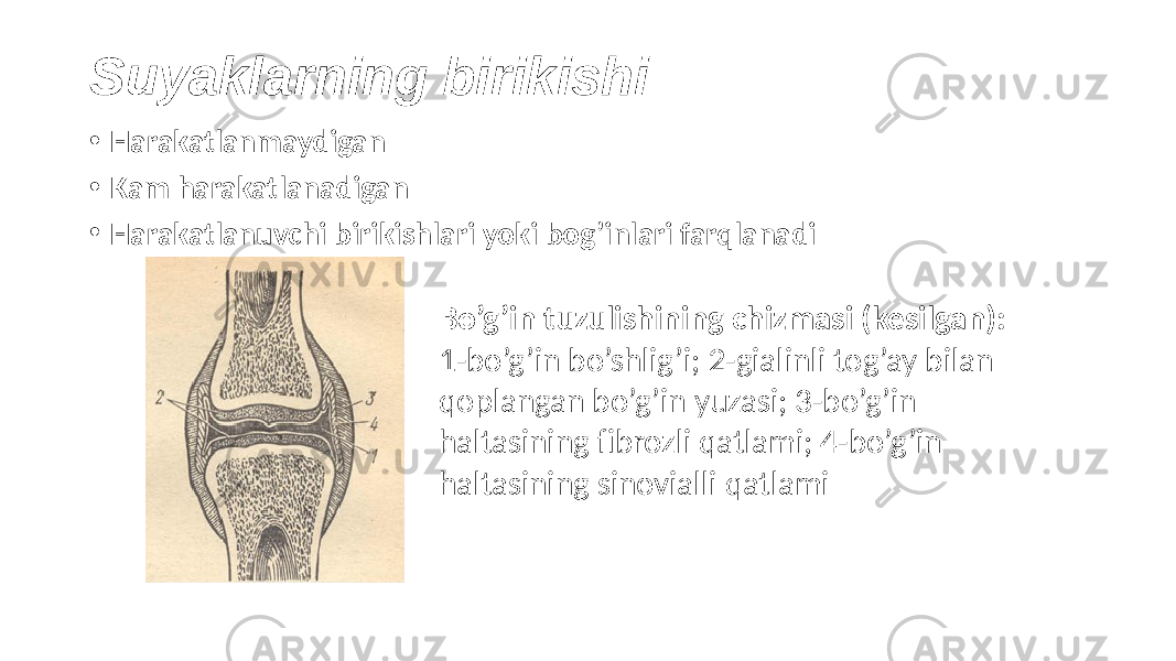 Suyaklarning birikishi • Harakatlanmaydigan • Kam harakatlanadigan • Harakatlanuvchi birikishlari yoki bog’inlari farqlanadi Bo’g’in tuzulishining chizmasi (kesilgan): 1-bo’g’in bo’shlig’i; 2-gialinli tog’ay bilan qoplangan bo’g’in yuzasi; 3-bo’g’in haltasining fibrozli qatlami; 4-bo’g’in haltasining sinovialli qatlami 