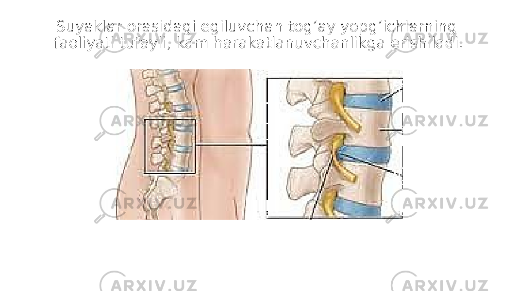 Suyaklar orasidagi egiluvchan tog’ay yopg’ichlarning faoliyati tufayli, kam harakatlanuvchanlikga erishiladi. 