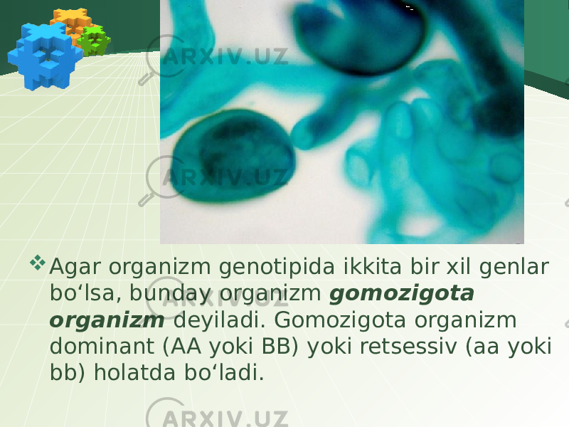  Agar organizm genotipida ikkita bir xil genlar bo‘lsa, bunday organizm gomozigota organizm deyiladi. Gomozigota organizm dominant (AA yoki BB) yoki retsessiv (aa yoki bb) holatda bo‘ladi. 