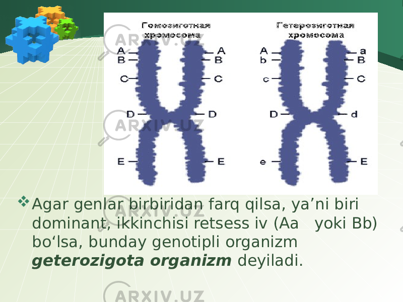  Agar genlar bir biridan farq qilsa, ya’ni biri dominant, ikkinchisi retsess iv (Aa yoki Bb) bo‘lsa, bunday genotipli organizm geterozigota organizm deyiladi. 