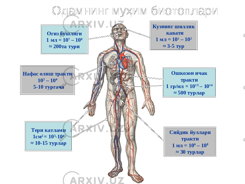 Одамнинг муҳим биотоплари Тери катлами 1см 2 = 10 3 - 10 4 ≈ 10-15 турлар Кузнинг шиллик кавати 1 мл = 10 1 – 10 2 ≈ 3-5 тур Ошкозон ичак тракти 1 гр/мл = 10 13 – 10 14 ≈ 500 турлар Сийдик йуллари тракти 1 мл = 10 6 – 10 8 ≈ 30 турларОгиз бушлиги 1 мл = 10 7 – 10 8 ≈ 200та тури Нафас олиш тракти 10 2 – 10 4 5-10 тургача 