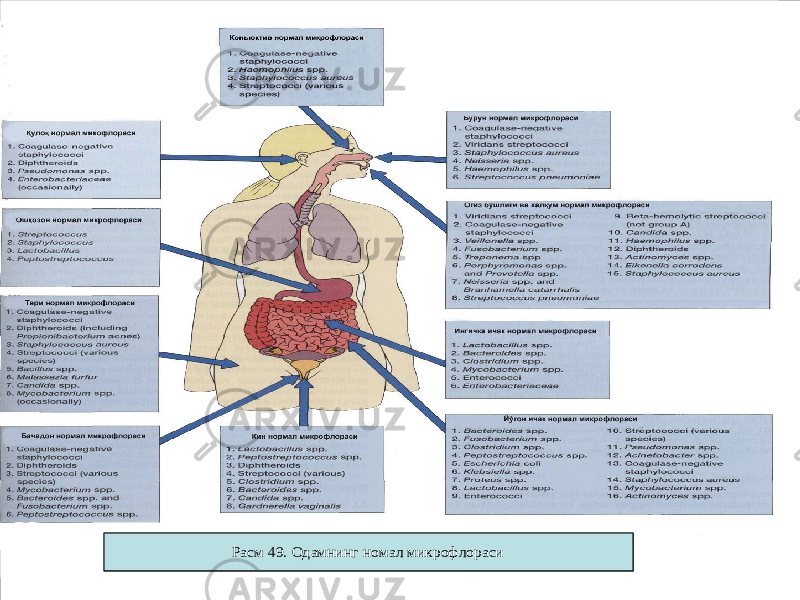 Р ас м . Одам н ин г н орм ал м икро ф л о ра с иРасм . Одамнинг нормал микрофлорасиРасм 49. Одамнинг номал микрофлораси 