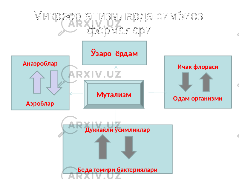 Микроорганизмларда симбиоз формалари Анаэроблар Аэроблар Ў заро ёрдам Ичак флораси Одам организми Дуккакли ўсимликлар Беда томири бактериялари Мутализм 