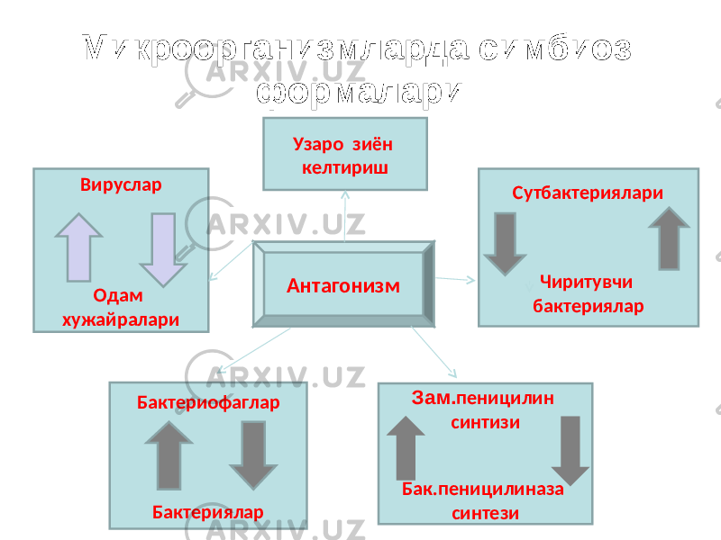 Микроорганизмларда симбиоз формалари Вируслар Одам хужайралари Узаро зиён келтириш Сутбактериялари Чиритувчи бактериялар Бактериофаглар Бактериялар Антагонизм Зам. пеницилин синтизи Бак.пеницилиназа синтези 