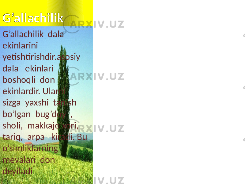 G’allachilik G’allachilik dala ekinlarini yetishtirishdir.asosiy dala ekinlari boshoqli don ekinlardir. Ularni sizga yaxshi tanish bo’lgan bug’doy , sholi, makkajo’xori, tariq, arpa kiradi. Bu o’simliklarning mevalari don deyiladi 