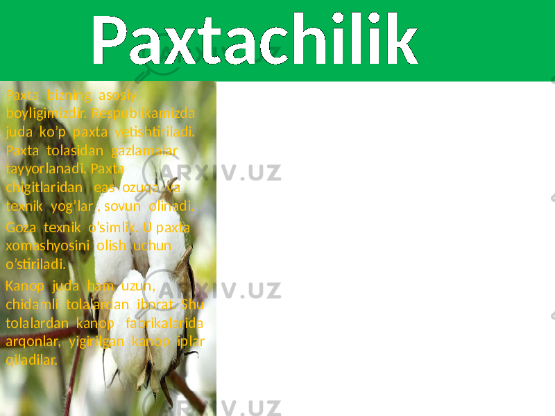  Paxtachilik Paxta bizning asosiy boyligimizdir. Respublikamizda juda ko’p paxta yetishtiriladi. Paxta tolasidan gazlamalar tayyorlanadi. Paxta chigitlaridan eas ozuqa va texnik yog’lar , sovun olinadi. Goza texnik o’simlik. U paxta xomashyosini olish uchun o’stiriladi. Kanop juda ham uzun, chidamli tolalardan iborat. Shu tolalardan kanop fabrikalarida arqonlar, yigirilgan kanop iplar qiladilar. 