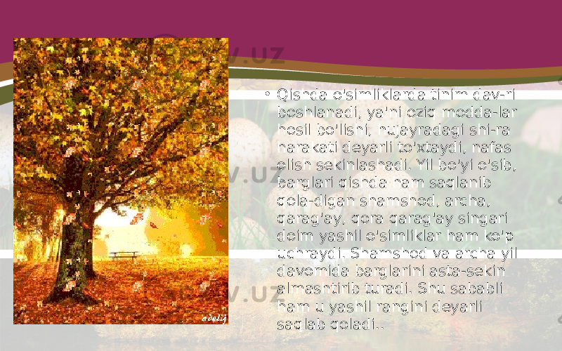 • Qishda o&#39;simliklarda tinim dav-ri boshlanadi, ya&#39;ni oziq modda-lar hosil bo&#39;lishi, hujayradagi shi-ra harakati deyarli to&#39;xtaydi, nafas olish sekinlashadi. Yil bo&#39;yi o&#39;sib, barglari qishda ham saqlanib qola-digan shamshod, archa, qarag&#39;ay, qora qarag&#39;ay singari doim yashil o&#39;simliklar ham ko&#39;p uchraydi. Shamshod va archa yil davomida barglarini asta-sekin almashtirib turadi. Shu sababli ham u yashil rangini deyarli saqlab qoladi.. 