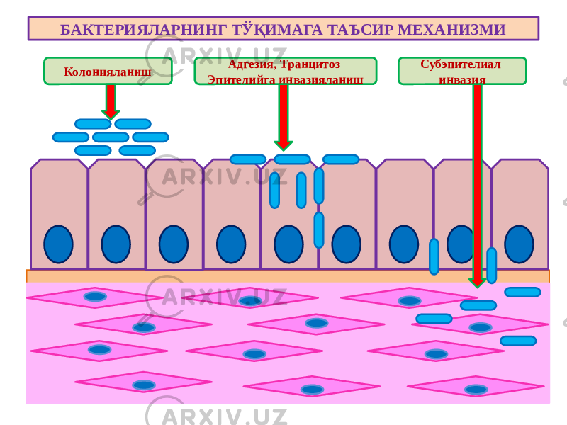 БАКТЕРИЯЛАРНИНГ ТЎҚИМАГА ТАЪСИР МЕХАНИЗМИ Колонияланиш Адгезия, Транцитоз Эпителийга инвазияланиш Субэпителиал инвазия 