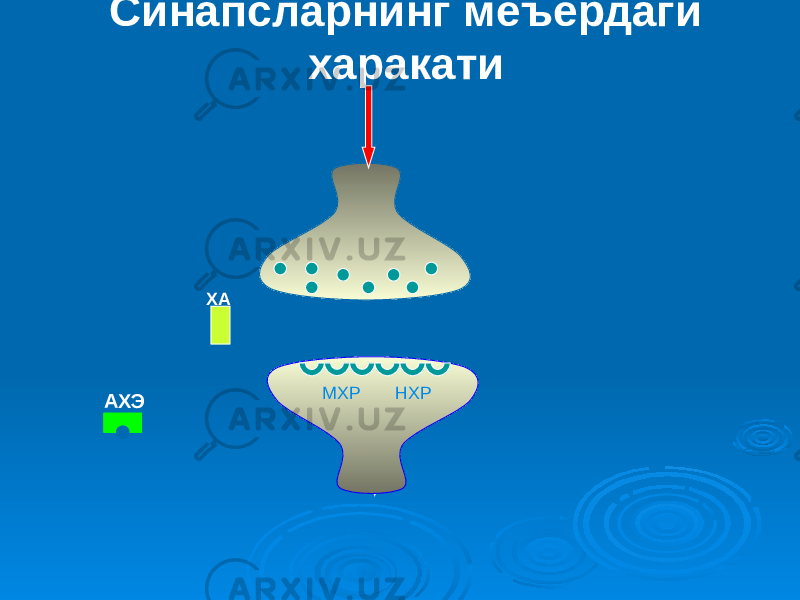 Синапсларнинг меъёрдаги харакати МХР НХР АХЭ ХА 