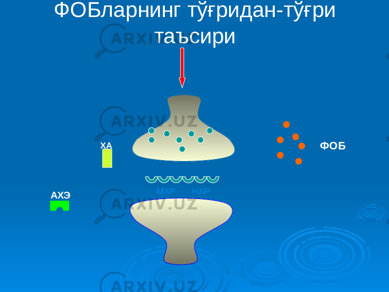 ФОБларнинг тўғридан-тўғри таъсири МХР НХР АХЭ ХА ФОБ 