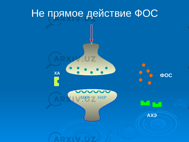 Не прямое действие ФОС МХР НХР АХЭХА ФОС 