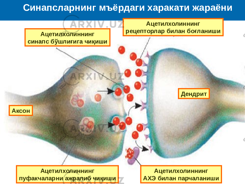 Синапсларнинг мъёрдаги харакати жараёни Аксон ДендритАцетилхолиннинг синапс бўшлиғига чиқиши Ацетилхолиннинг пуфакчаларни ажралиб чиқиши Ацетилхолиннинг АХЭ билан парчаланиши Ацетилхолиннинг рецепторлар билан боғланиши 