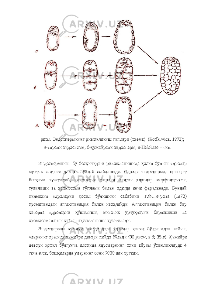 расм. Эндоспермнинг ривожланиш типлари (схема). (Rodkiwicz, 1973); а- ядроли эндосперм , б- ҳужайрали эндосперм , в- Helobiae – тип . Эндоспермнинг бу босқичидаги ривожланишида ҳосил бўлган ядролар муртак халтаси девори бўйлаб жойлашади. Ядроли эндоспермда ценоцит босқичи кузатилиб, ценоцитни ташкил қилган ядролар морфологияси, тузилиши ва хромосома тўплами билан одатда анча фарқланади. Бундай хилмахил ядроларни ҳосил бўлишини сабабини Т.Ф.Петрова (1970) хроматиндаги агглютинация билан изоҳлайди. Агглютинация билан бир қаторда ядроларни қўшилиши, митотик урчуқларни бирлашиши ва хромосомаларни қайта тақсимланиши кузатилади. Эндоспермда маълум миқдордаги ядролар ҳосил бўлганидан кейин, уларнинг орасида ҳужайра девори пайдо бўлади (3 6 -расм, в-д; 38, в ). Ҳужайра девори ҳосил бўлгунча алоҳида ядроларнинг сони айрим ўсимликларда 4 гача етса, бошқаларда уларнинг сони 2000 дан ортади. 