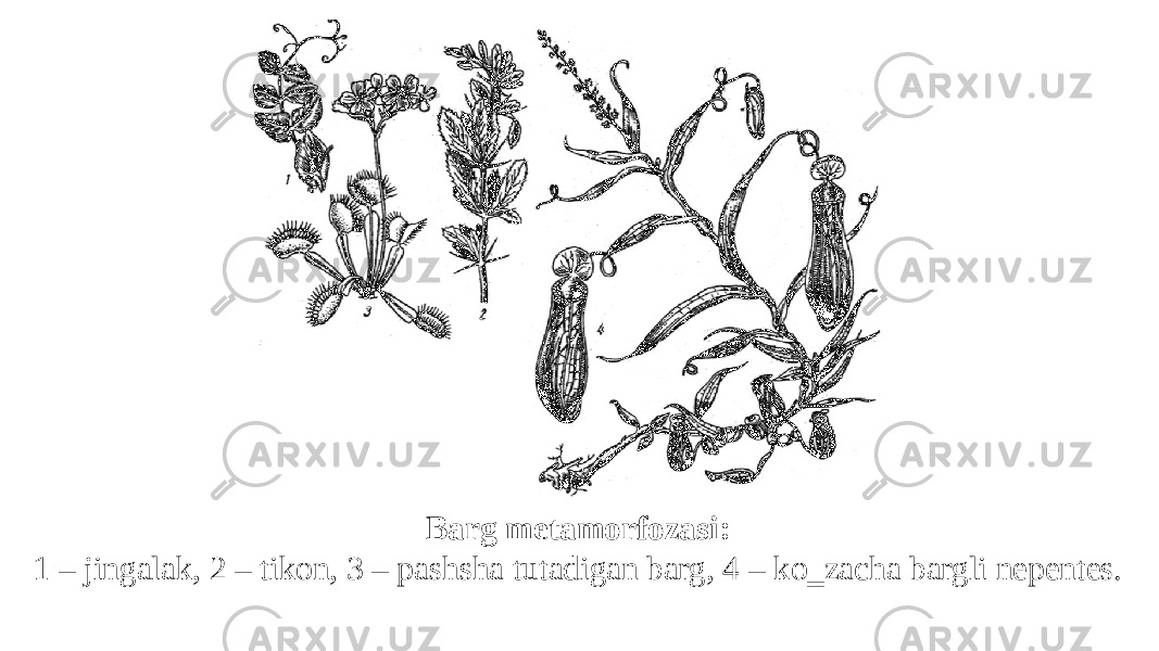Barg metamorfozasi: 1 – jingalak, 2 – tikon, 3 – pashsha tutadigan barg, 4 – ko‗zacha bargli nepentes. 