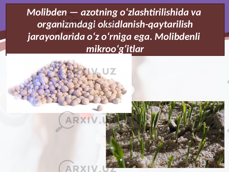 Molibden — azotning o‘zlashtirilishida va organizmdagi oksidlanish-qaytarilish jarayonlarida o‘z o‘rniga ega. Molibdenli mikroo‘g‘itlar 